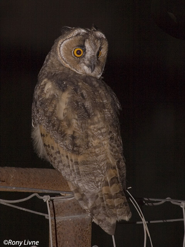  ינשוף עצים   Long-eared Owl Asio otus                          צלם: רוני לבנה